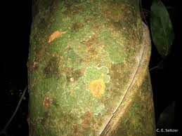 Image result for Celtis mildbraedii