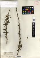 Image result for Rhigozum brevispinosum