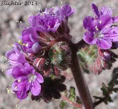 Image result for Ficalhoa