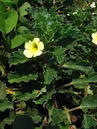 Image result for Pedalium