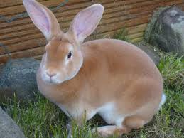 Rex Rabbits Google Search Rabbit Breeds Pet Bunny Pet Rabbit