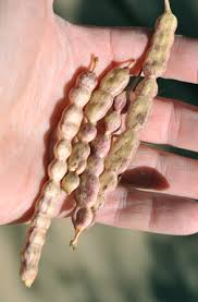 Image result for Prosopis glandulosa