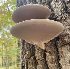 Image result for Ganoderma applanatum
