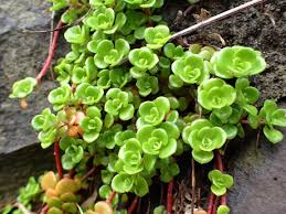 A wide variety of woven ground cover options are available to you, such as processing service, plastic modling type. Take Cover Archives Omaha Com