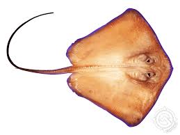 Image result for Stingray