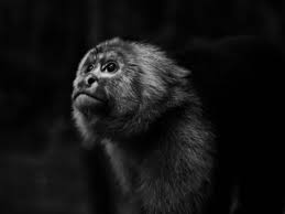 The hepatitis b virus is abbreviated hbv.the species is related of the orthohepadnavirus.this virus belongs to the. China Reports First Death Due To Monkey B Virus