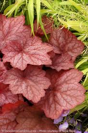 Buy Georgia Peach Heuchera Free Shipping 5 Pot Size Coral Bells Plants For Sale Online From Wilson Bros Gardens Monrovia's georgia peach heuchera details and information. buy georgia peach heuchera free shipping 5