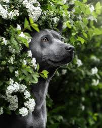 Gefallt 236 Mal 9 Kommentare Evgeni Krutikov Krutikovphoto Auf Instagram Davnenko Ya Foto Yuny Ne Publikoval Seg Cute Dogs Labrador Retriever Retriever