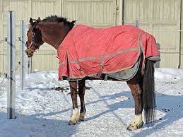 Outercoverings from 420 denier to 1200 denier and warmths from lightweight to we've got a horse blanket for every climate! Horse Blanket Wikipedia