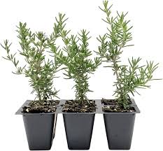 Image result for Rosmarinus officinalis