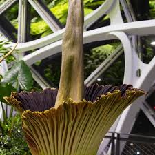 What's unbelievably smelly and strikingly tall? Amazon S Rare Foul Smelling Corpse Flower Just Bloomed For The First Time