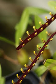 Image result for Bulbophyllum falcatum