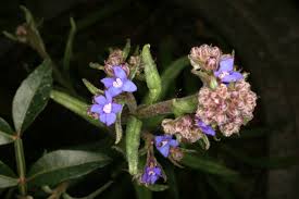Image result for Anchusa capensis