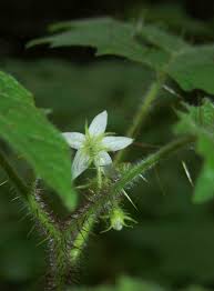 Image result for Solanum aculeatissimum