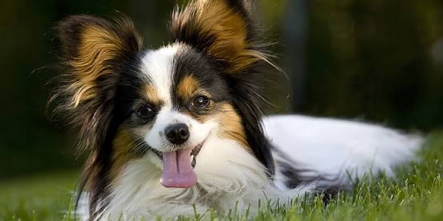Papillon Dog Breed Information | Purina US