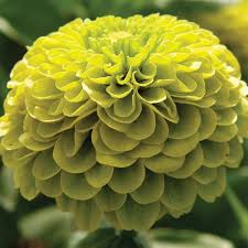 Check spelling or type a new query. Zinnia Florist Lime F1 Seeds New Featured Flowers