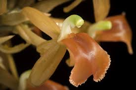 Image result for Liparis