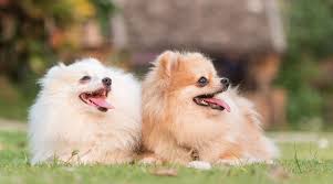 Teacup pomeranians with teddy bear faces, the very rare and beautiful blue merle. Pomeranian Prices How Much Do Pomeranian Puppies Cost