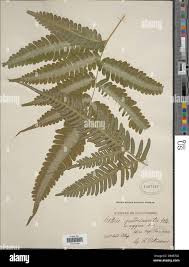 Image result for Pteris burtonii