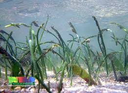 Image result for Syringodium isoetifolium