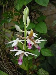 Image result for Phaius occidentalis