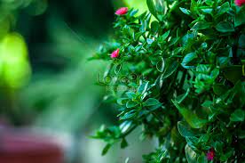 Seputar nama nama buah dan gambar buah buahan segar dalam bahasa inggris maupun bahasa arab, ada yang hitam putih, nama buah buahan untuk mewarnai. Tumbuhan Hijau Gambar Unduh Gratis Imej 500460950 Format Jpg My Lovepik Com