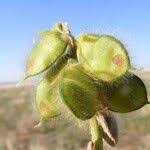 Image result for Eriosema burkei