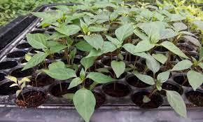 9 hari kemudian, with water and sun terkejut tengok pokok tu dah keluarkan daun. Anak Pokok Menjual Benih Online Terbesar Di Malaysia Facebook