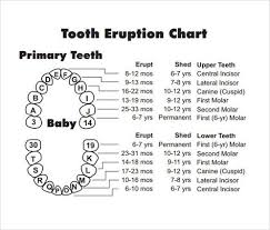 Baby Tooth Chart Letters Tooth Chart Teeth Eruption Chart