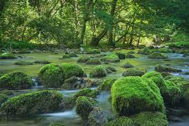 Film realizat in cadrul proiectului „focalizare prin obiectiv: National Park Semenic Cheile Carasului Romania Romania National Parks Beautiful Landscapes