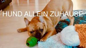 Auf dieser seite finden sie ideen, wie sich die gewonnene zeit mit einfachen beschäftigungen für kinder sinnvoll. Hund Alleine Zuhause Sinnvolle Beschaftigung Youtube