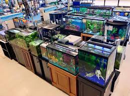 Our selection of salt water fish, tropical fish, marine fish, reef fish and saltwater fish are desirable for their bright colors, bold patterns, and ease of care. Exotic Fish Stores Around Me Online