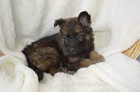 Healthy & potty trained german shepherd puppies. Litter Of 8 German Shepherd Dog Puppies For Sale In Owenton Ky Adn 70286 On Puppyfinder Com G German Shepherd Dogs Puppy German Shepherd Dogs German Shepherd
