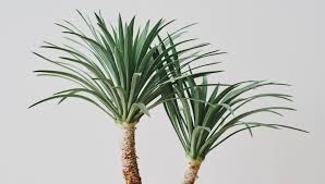 Image result for yucca gigantea en casa