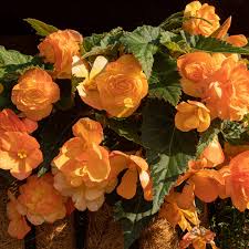 Image result for Begonia