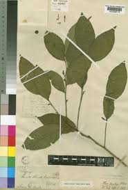 Image result for Olax gambecola