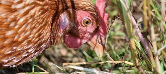 What insects and bugs are fine for chickens? Do Chickens Eat Ants Chem Free Blog