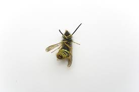 It packs a punch in terms of affordability, accessibility, ease of use, and resourcefulness. Delta Dust Insecticide Diy Guide Bug Lord