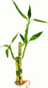 Image result for Dracaena camerooniana