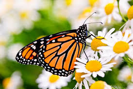 Image result for Monarch Butterfly