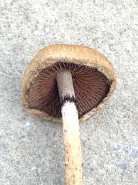 Image result for Macrotyloma stenophyllum