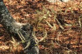 Image result for Asparagus laricinus