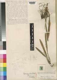 Image result for Polystachya fallax