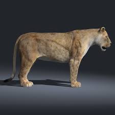 Maya Lioness Rigged Fur Lion Lioness Wildlife Art Maya