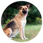 Posted on june 20, 2015. Professional Pet Services In Little Falls New Jersey At Holistic Pet Care