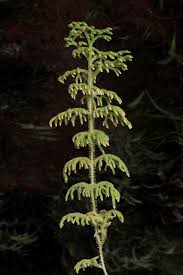 Image result for Lycopodiella cernua