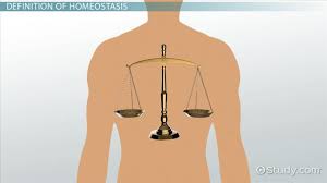 How Does Cell Division Help Maintain Homeostasis In Living Things Study Com