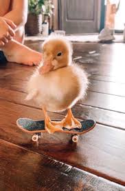 Lillyyysidelll A Happy Place In 2020 Cute Little Animals Cute Animals Cute Funny Animals