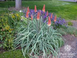 Image result for Kniphofia princeae