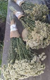 Dried Yarrow Dried Flowers Bouquet Dried White Bunch Wild Etsy Dried Flower Bouquet Dried Flowers Dried Bouquet